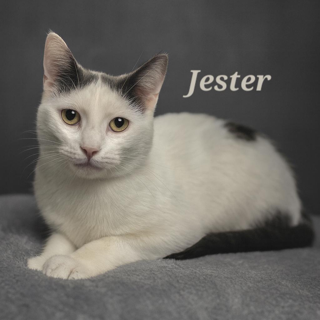 Enlarge Jester ($20 fee), a Adoptable Domestic Short Hair in Quincy, OH image 1/1