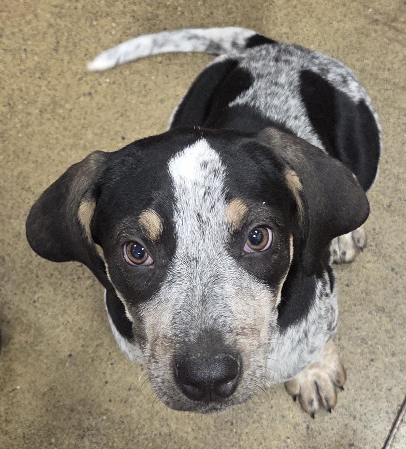Matilda, adopted, Puppy Female Bluetick Coonhound & Hound.