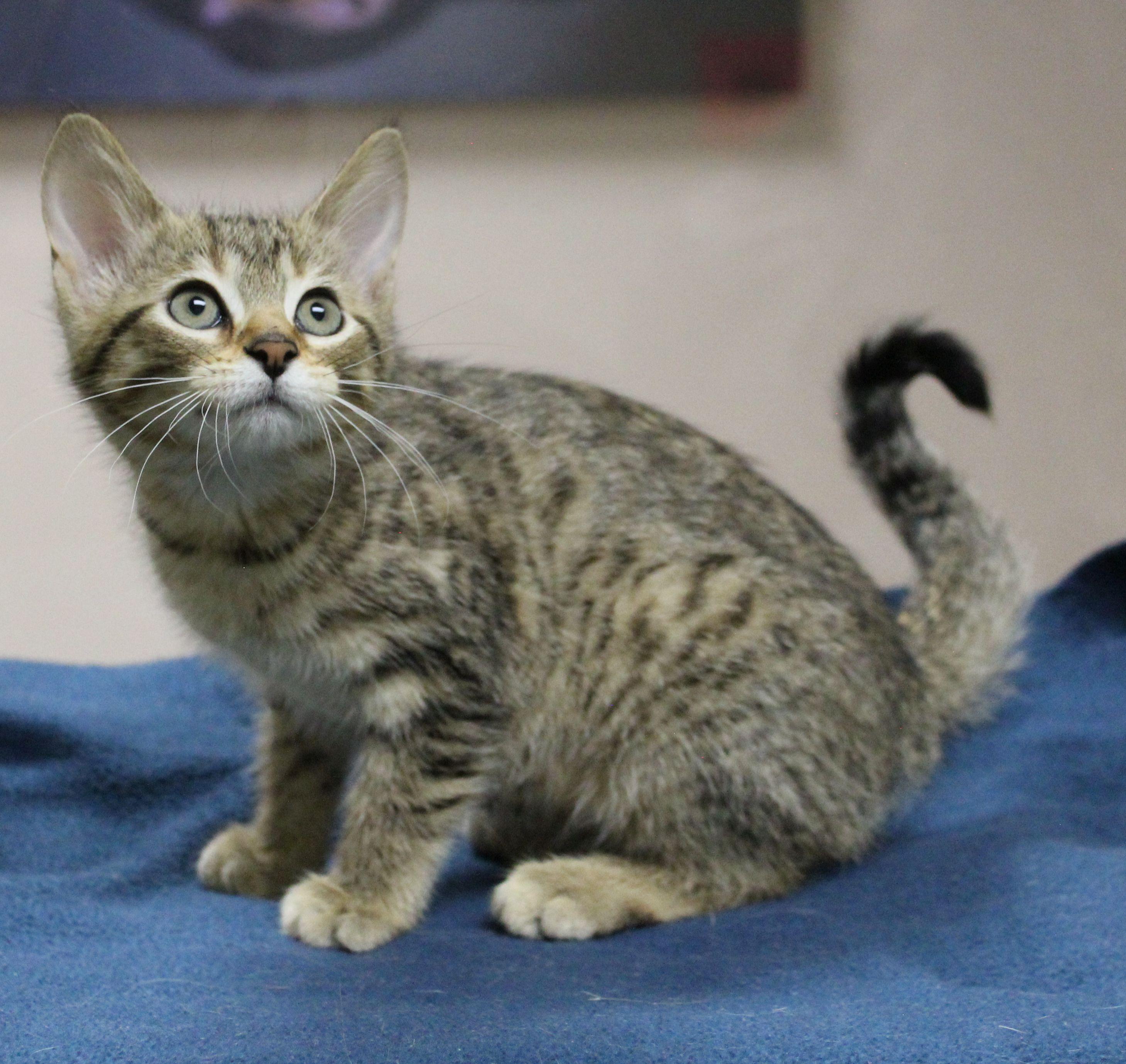 Muriella, Baby Female Domestic Short Hair