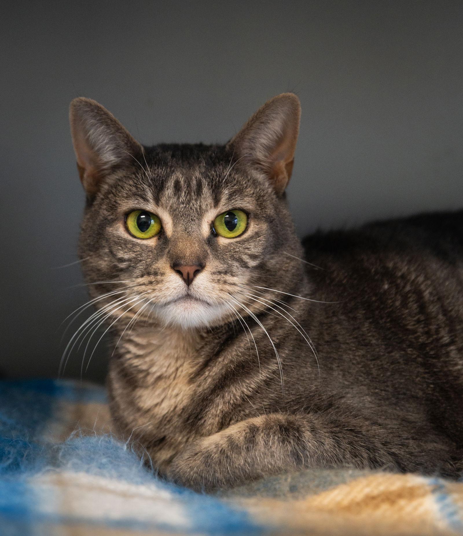 Enlarge Duchess, a Adopted Domestic Short Hair in New Castle, DE image 1/3
