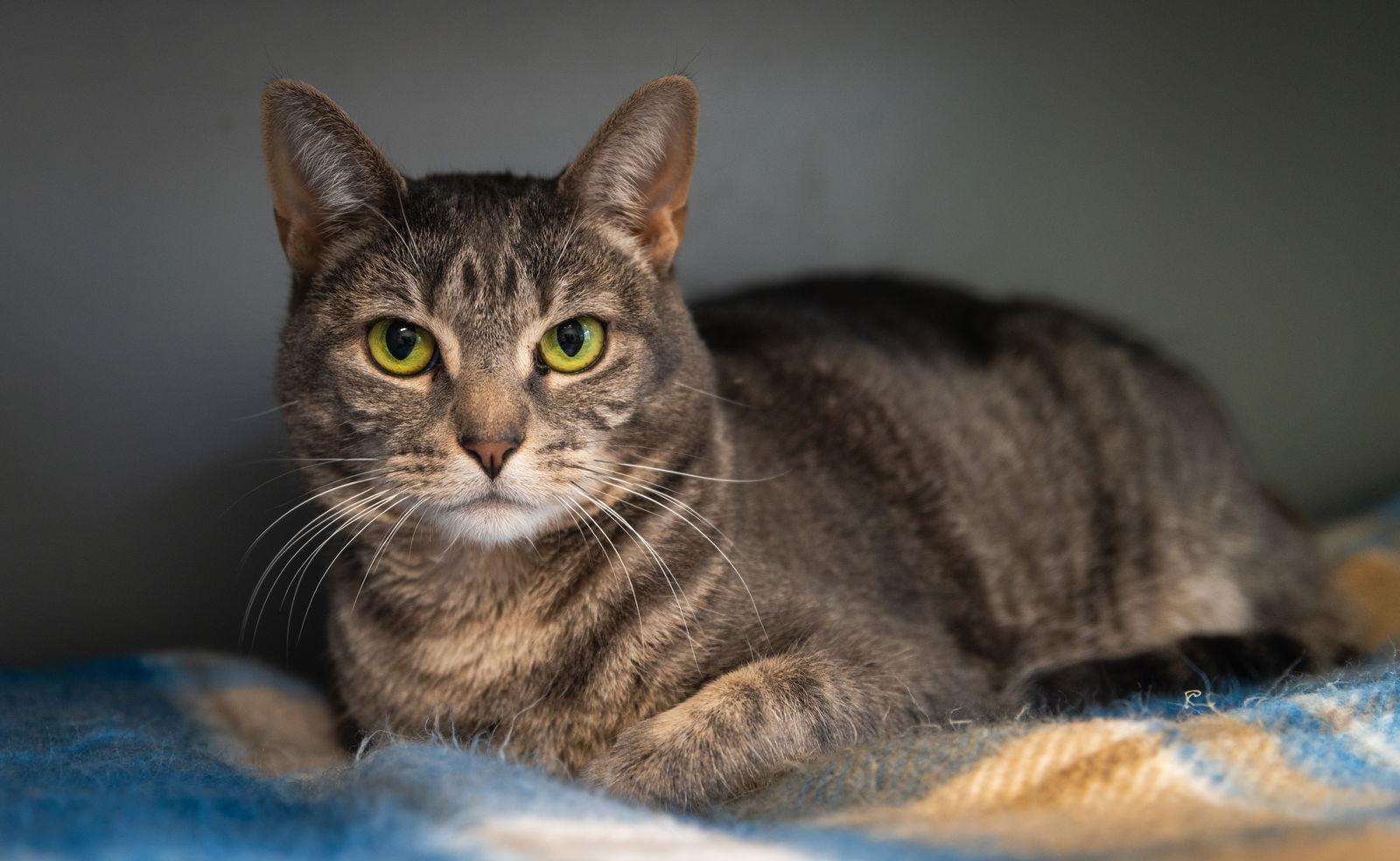 Enlarge Duchess, a Adopted Domestic Short Hair in New Castle, DE image 3/3