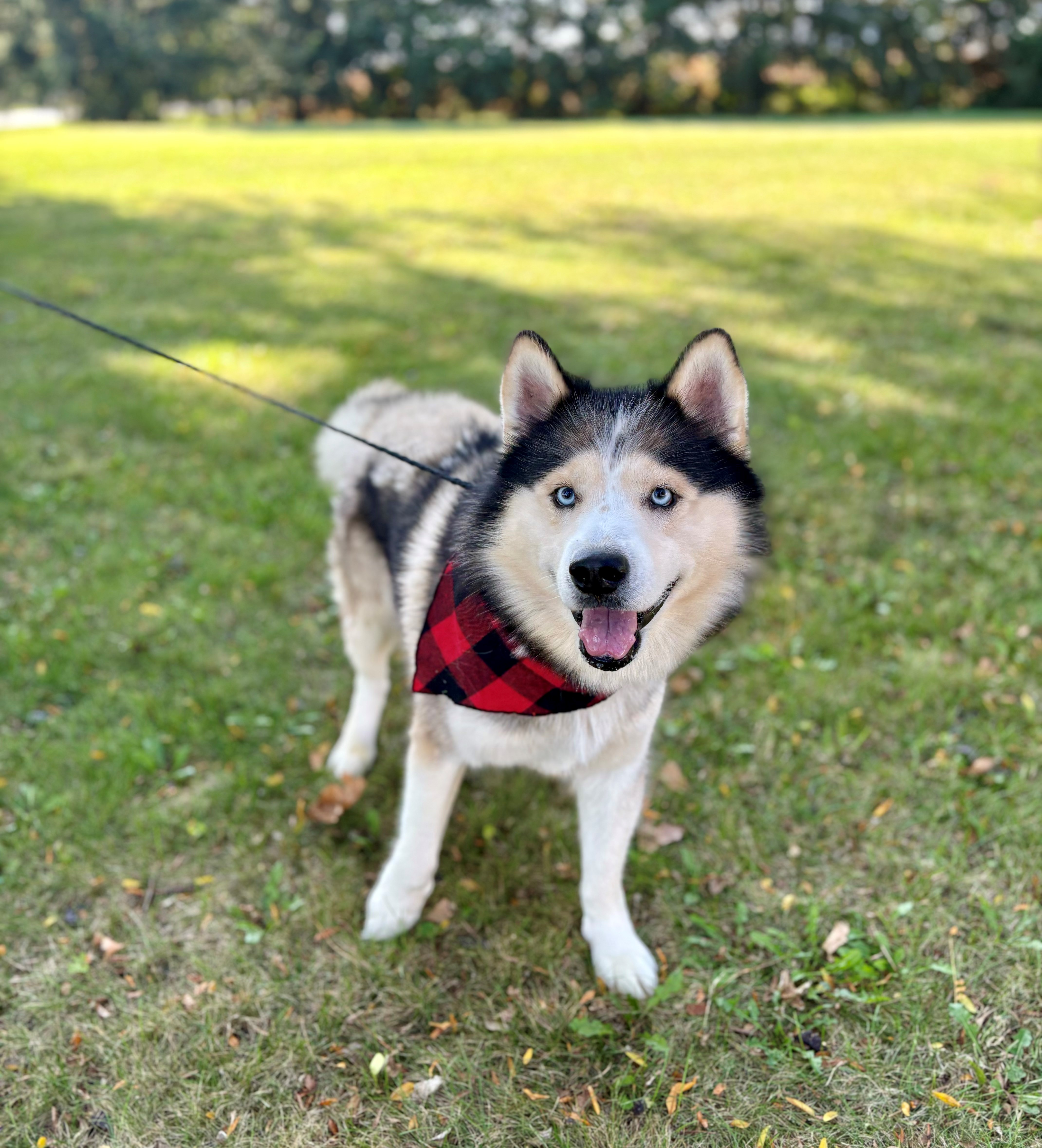 Dog for adoption Duke, a Siberian Husky in Upper Sandusky, OH Petfinder