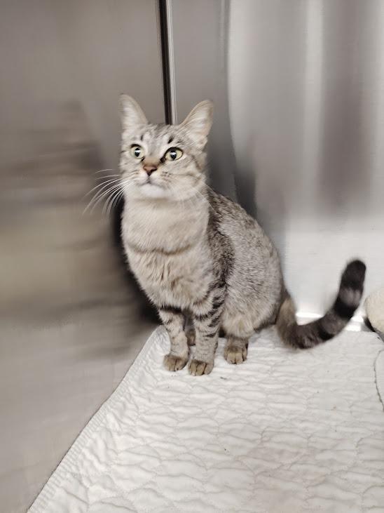 Elizabeth, Adoptable, Young Female Domestic Short Hair.