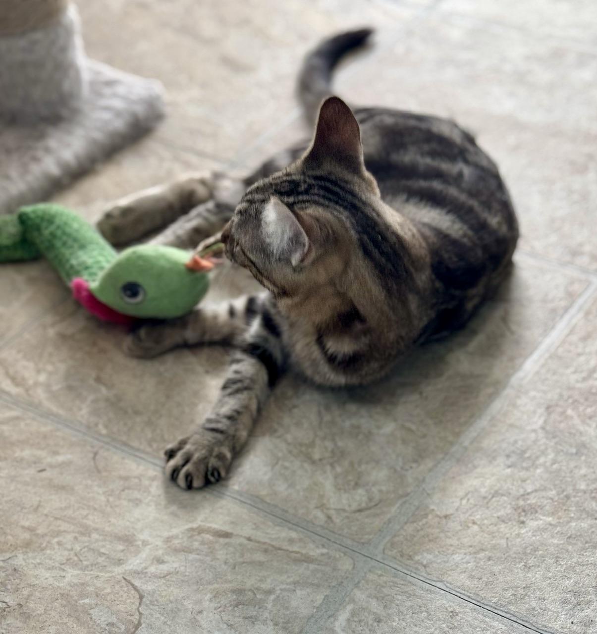 Enlarge Bridgett, a Adoptable mixed breed in Mission Viejo, CA image 4/5