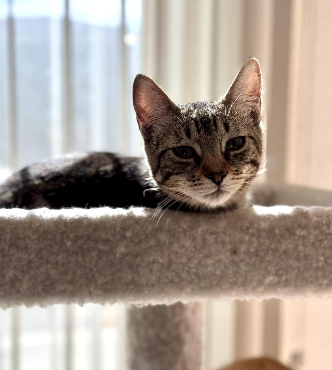 Enlarge Bridgett, a Adoptable mixed breed in Mission Viejo, CA image 2/5
