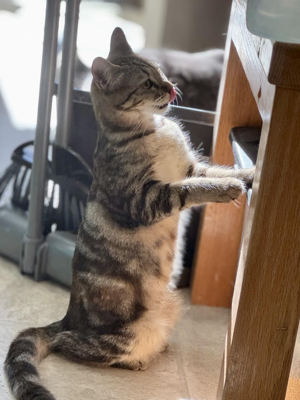 Bridgett, Adoptable, Young Female American Shorthair & Oriental Tabby.
