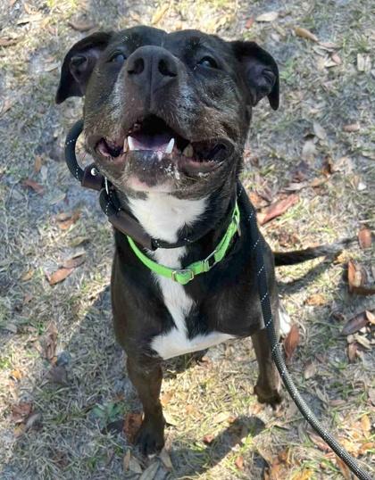 Enlarge Berta, a Adoptable mixed breed in Palm Coast, FL image 1/2