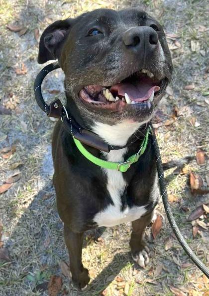 Enlarge Berta, a Adoptable mixed breed in Palm Coast, FL image 2/2