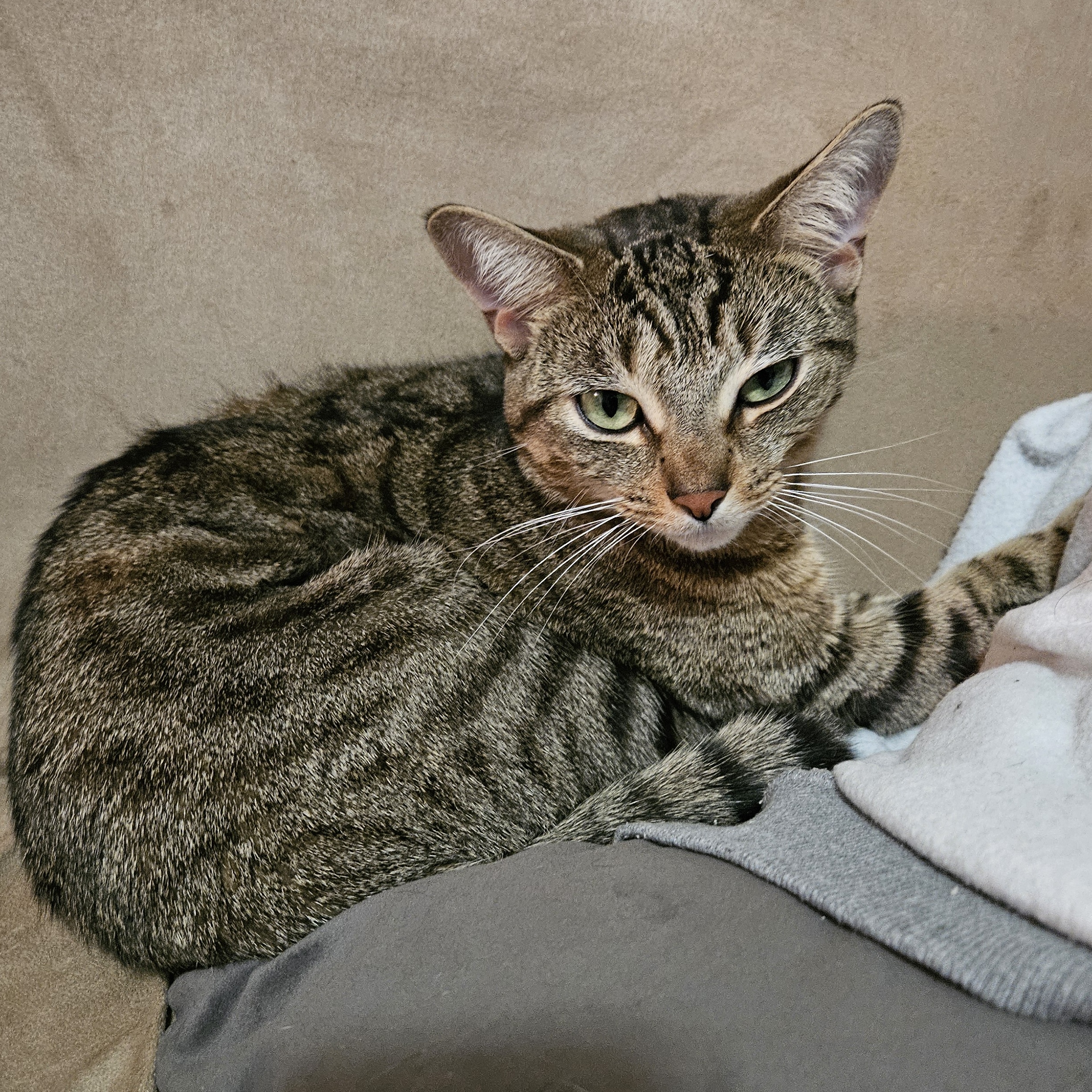 Nami & Abby Courtesy Post, a Adoptable Domestic Short Hair in Clifton, NJ image 1/2