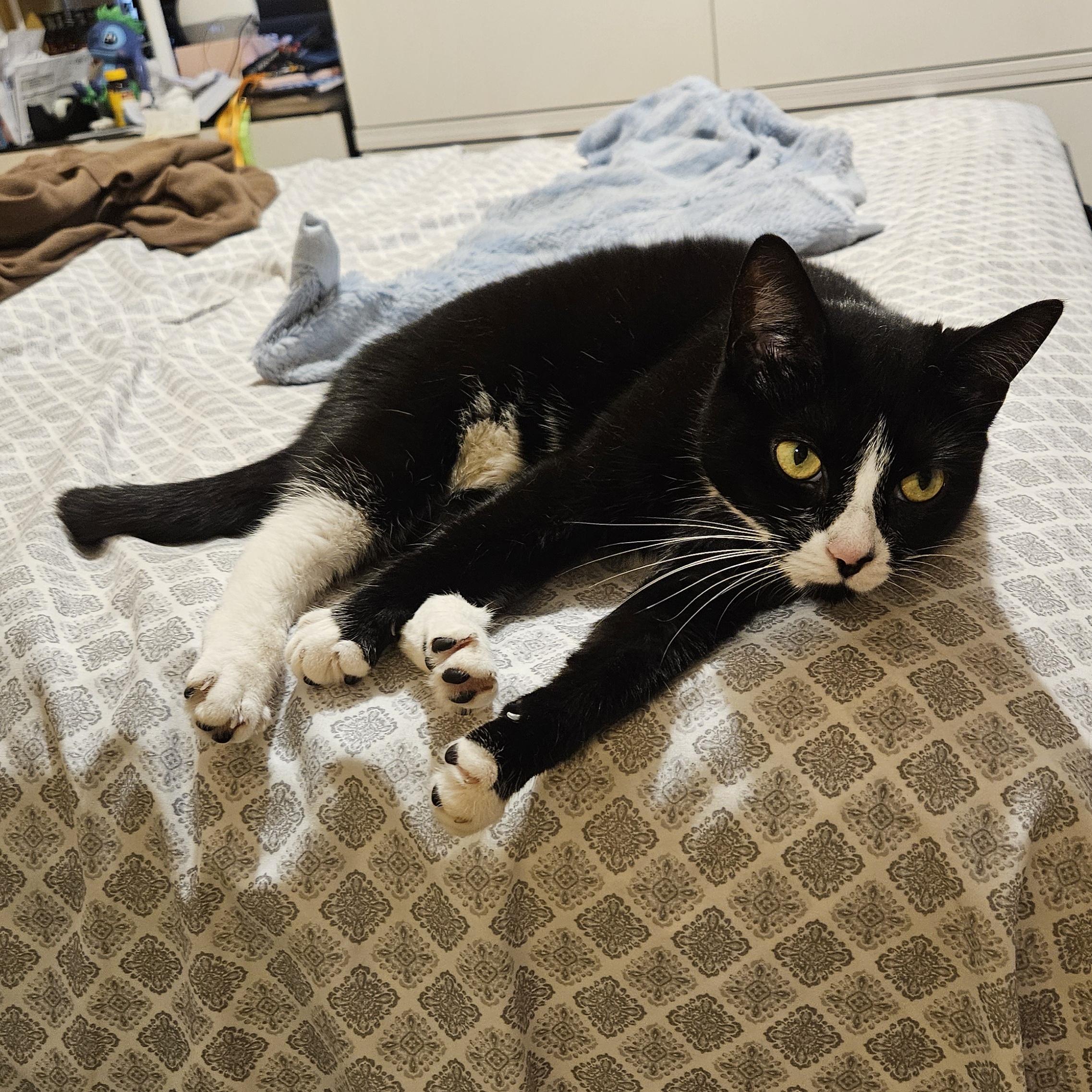 Nami & Abby Courtesy Post, a Adoptable Domestic Short Hair in Clifton, NJ image 2/2