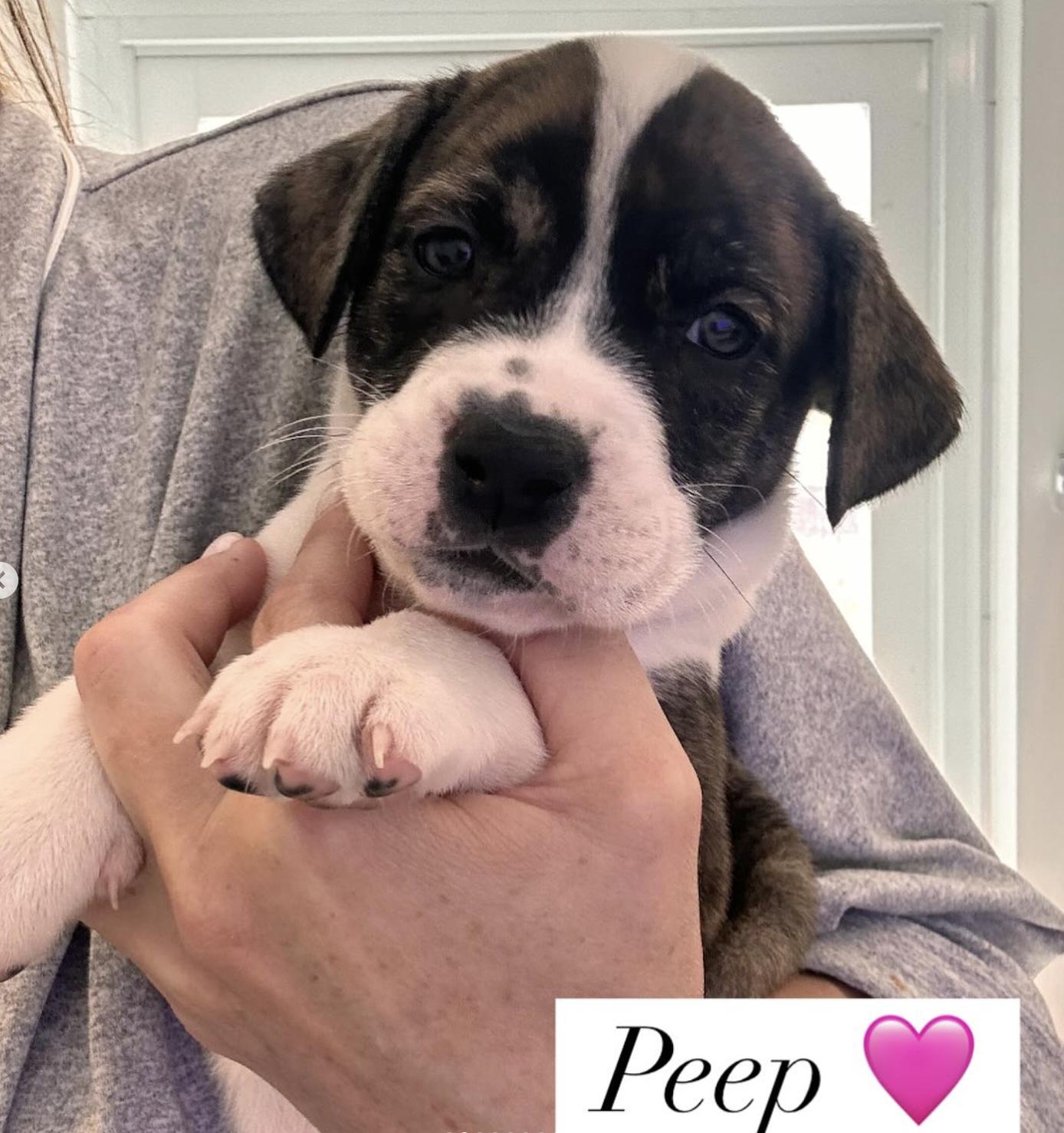 Peep  A Petite thumbnail 3