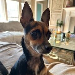 Chloe, adopted, Adult Female Chihuahua.