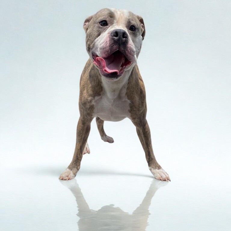 Gator, Adult Male American Bulldog