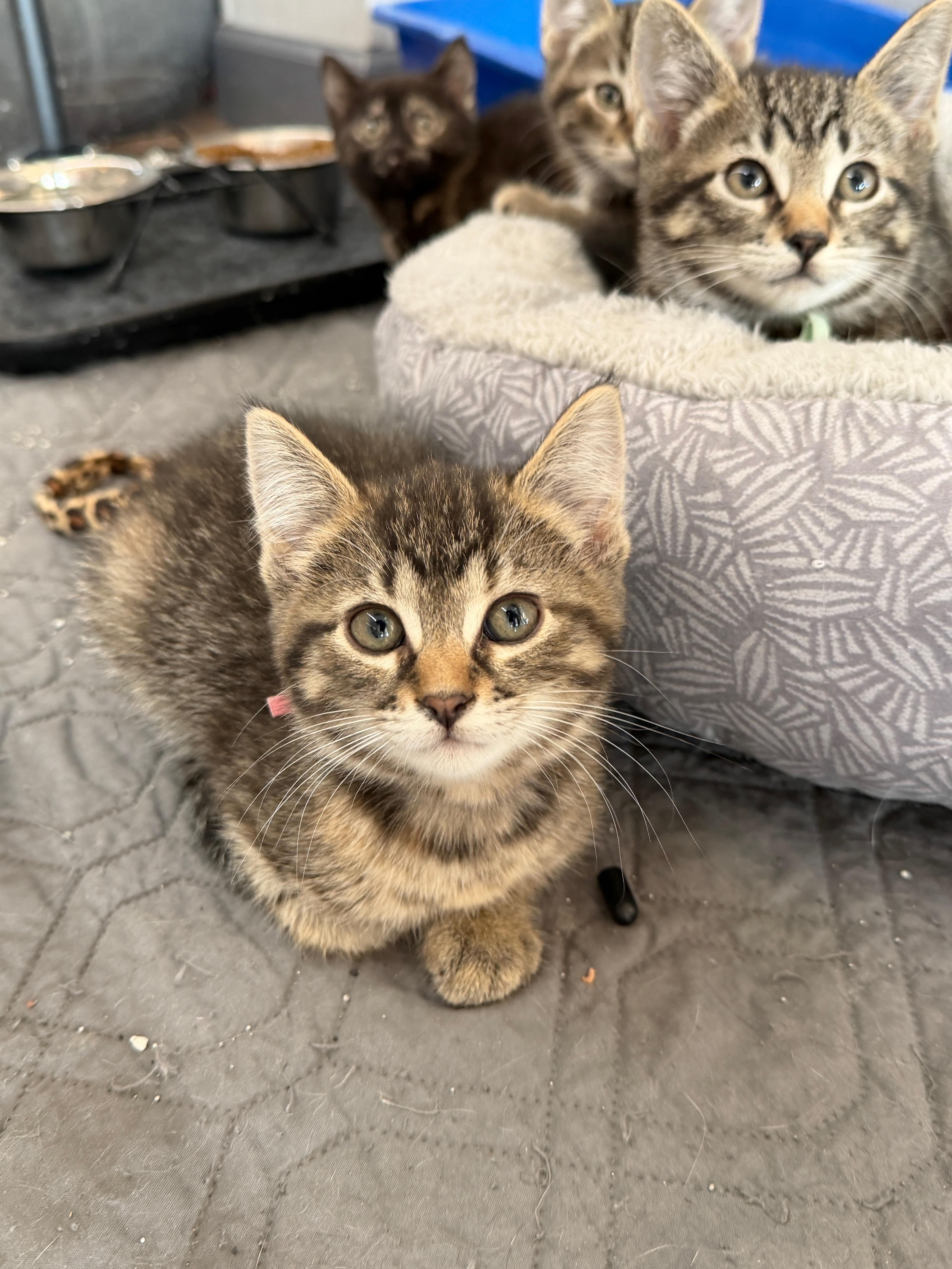 Fern, Adoptable, Kitten Female Domestic Short Hair.