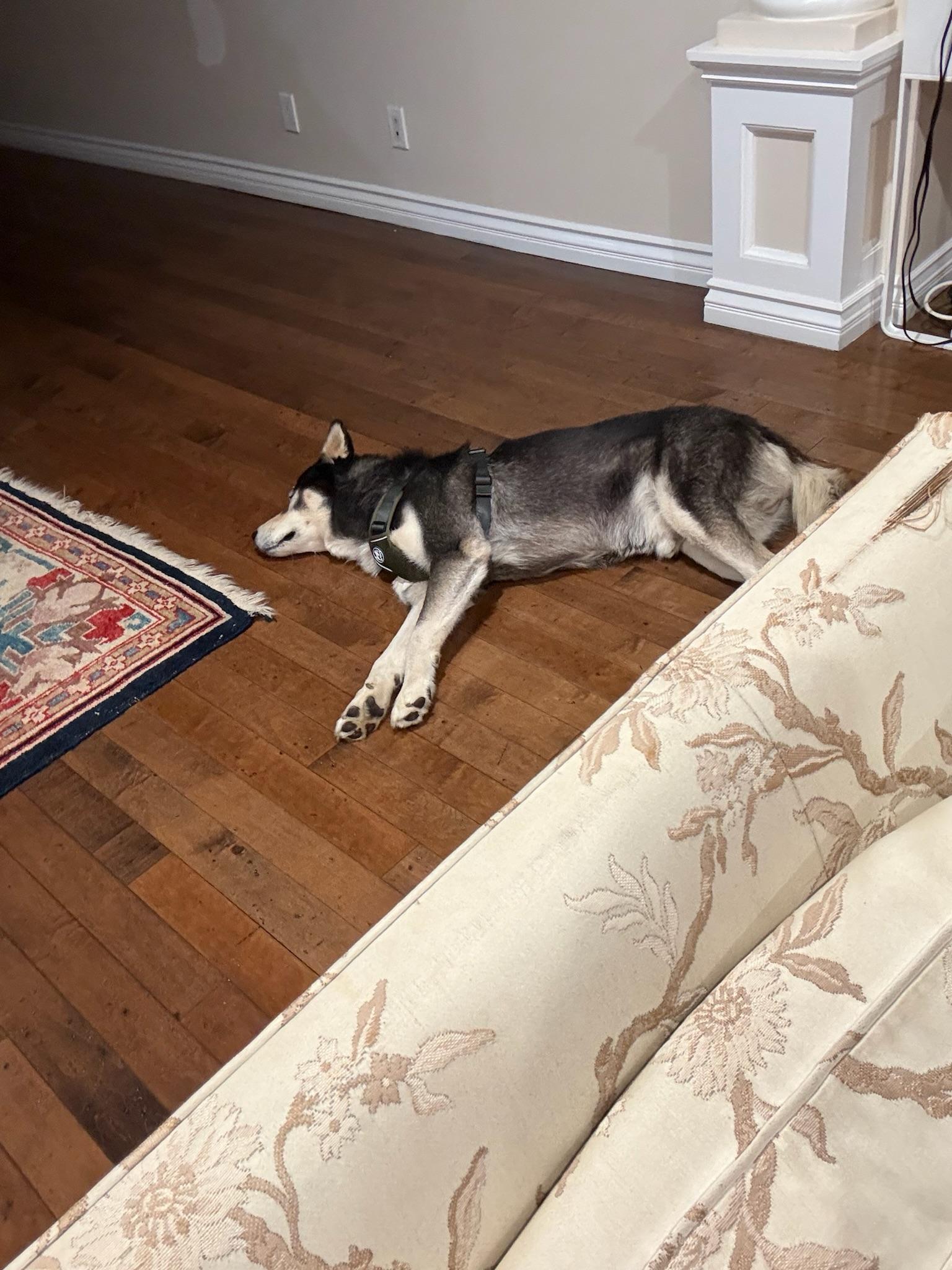 Ross, an adopted Siberian Husky in Minneapolis , WI image 6/6