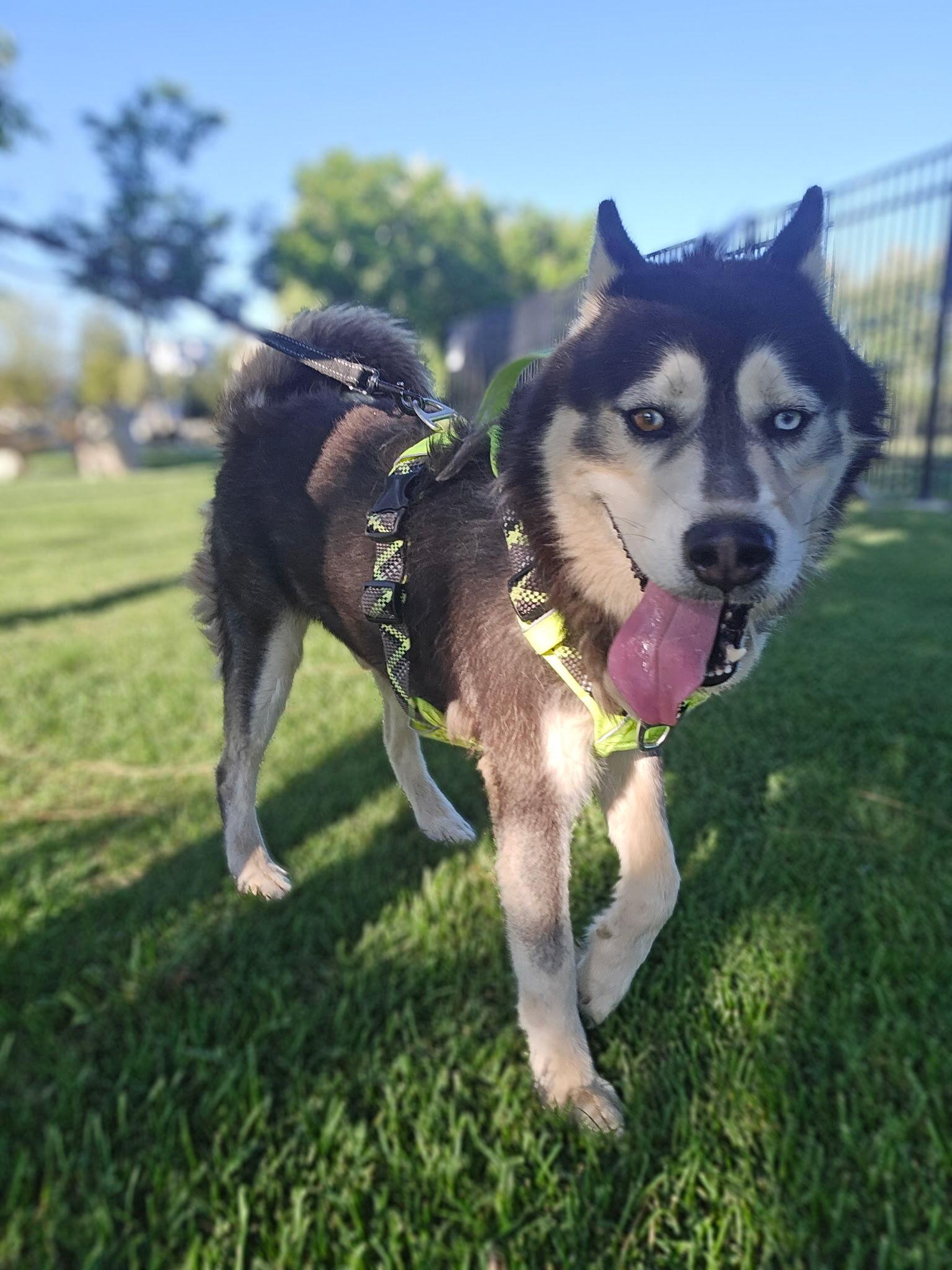 Ross, an adopted Siberian Husky in Minneapolis , WI image 3/6