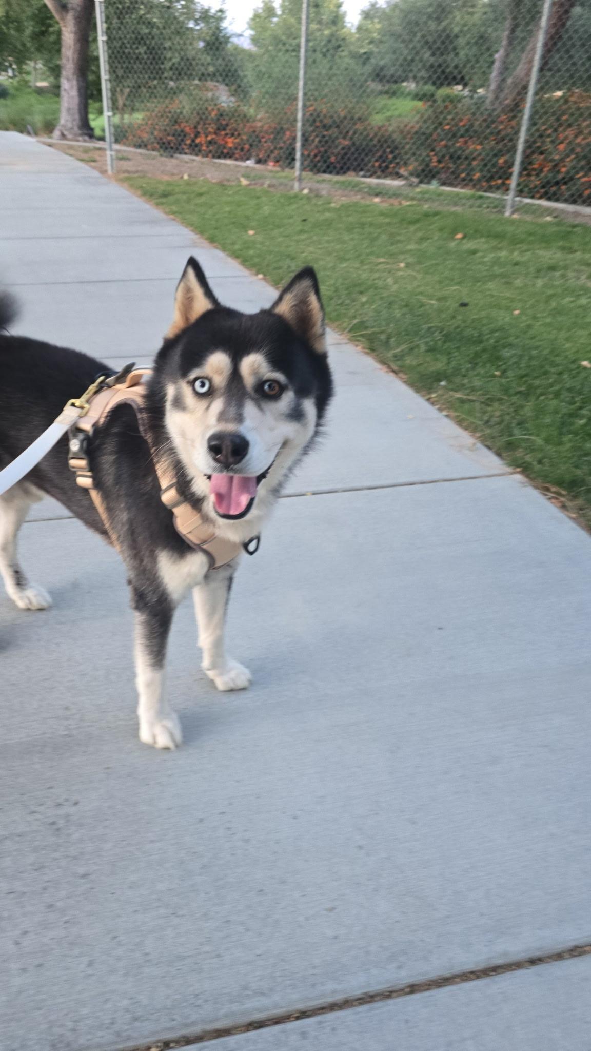 Ross, adopted, Adult Male Siberian Husky.