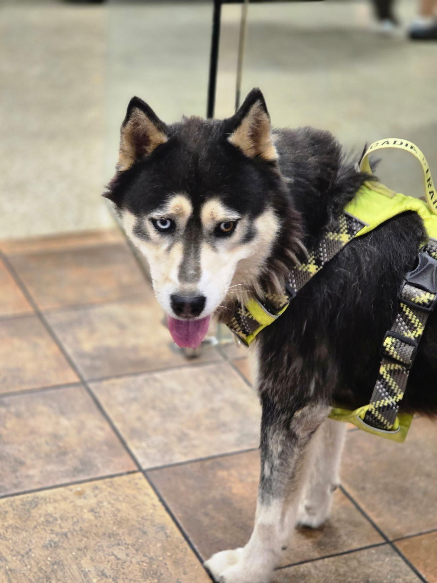 Ross, an adopted Siberian Husky in Minneapolis , WI image 4/6
