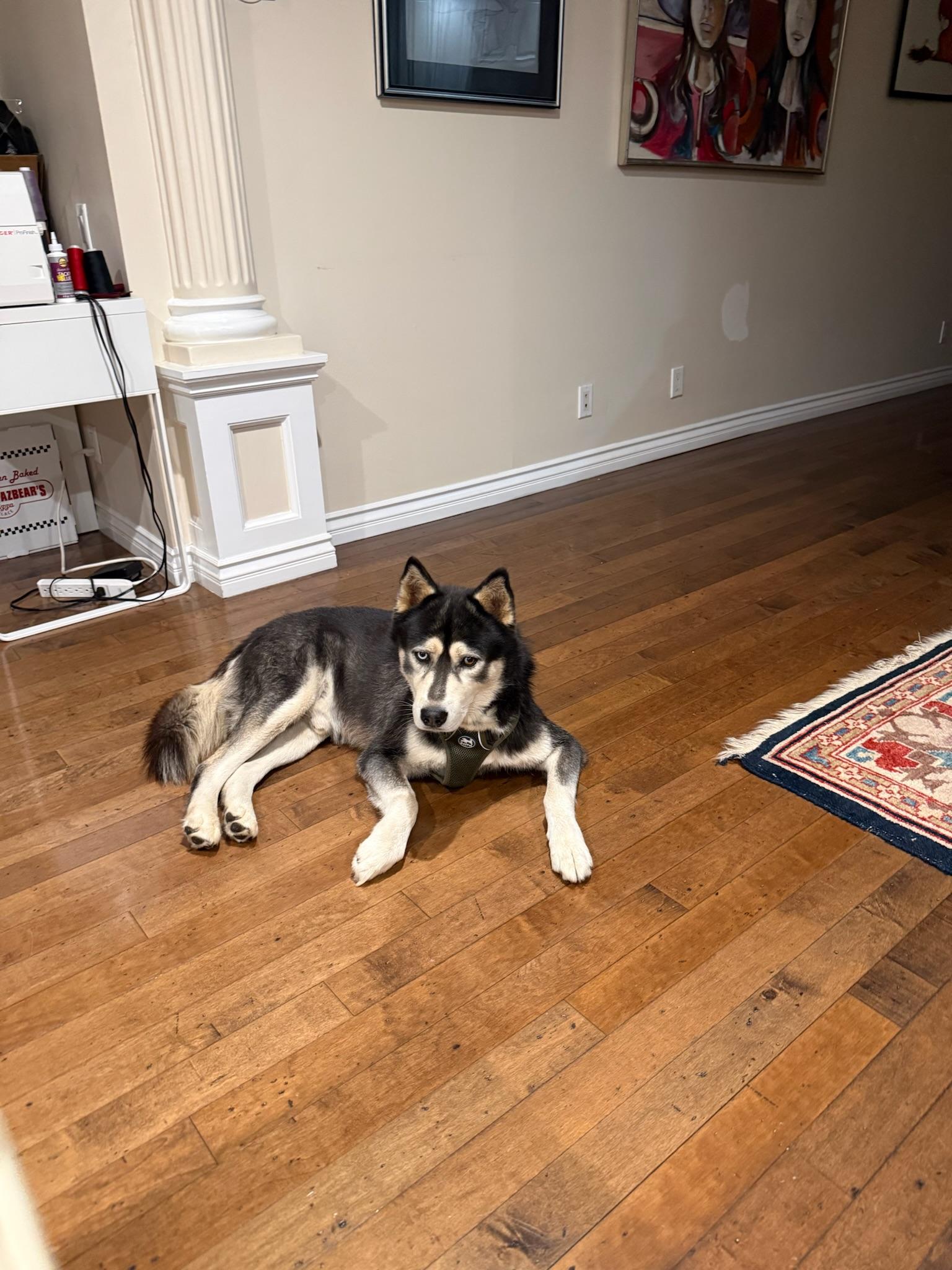 Ross, an adopted Siberian Husky in Minneapolis , WI image 5/6