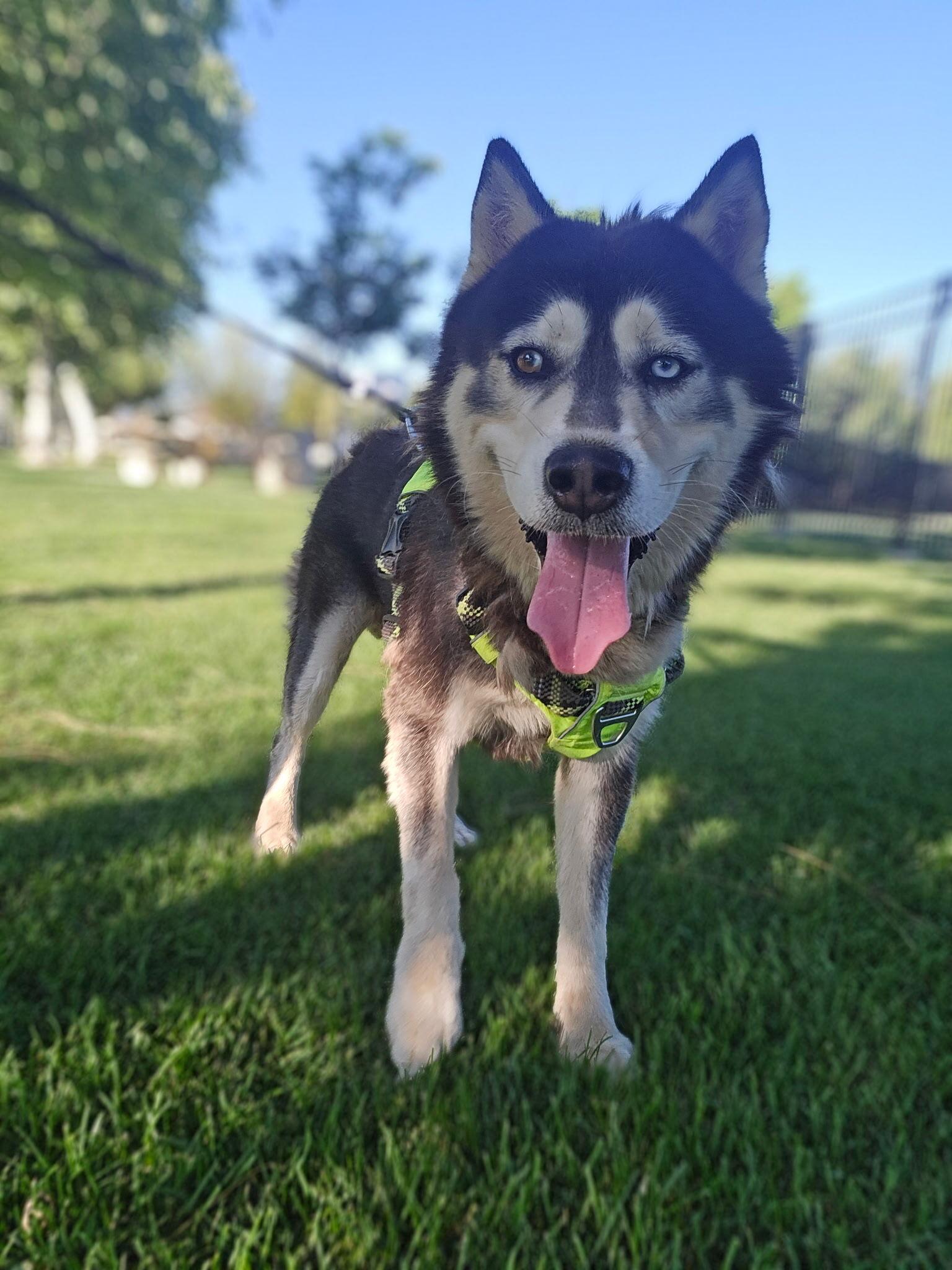 Ross, an adopted Siberian Husky in Minneapolis , WI image 2/6