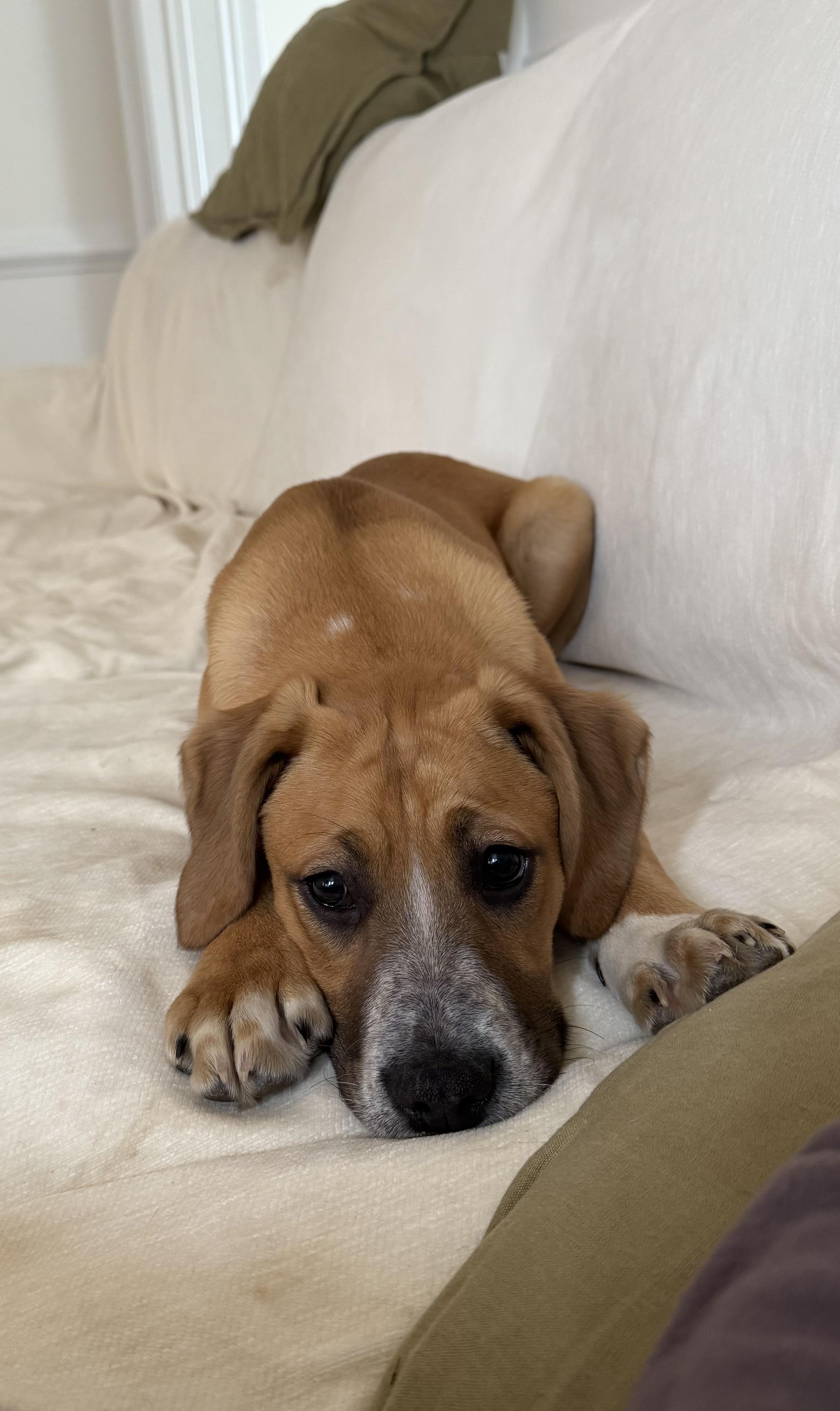 Enlarge Lucy in the Sky, a ADOPTABLE mixed breed in Richmond, VA image 2/5