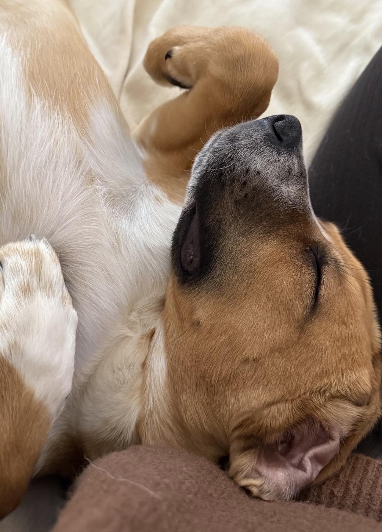 Enlarge Lucy in the Sky, a ADOPTABLE mixed breed in Richmond, VA image 4/5