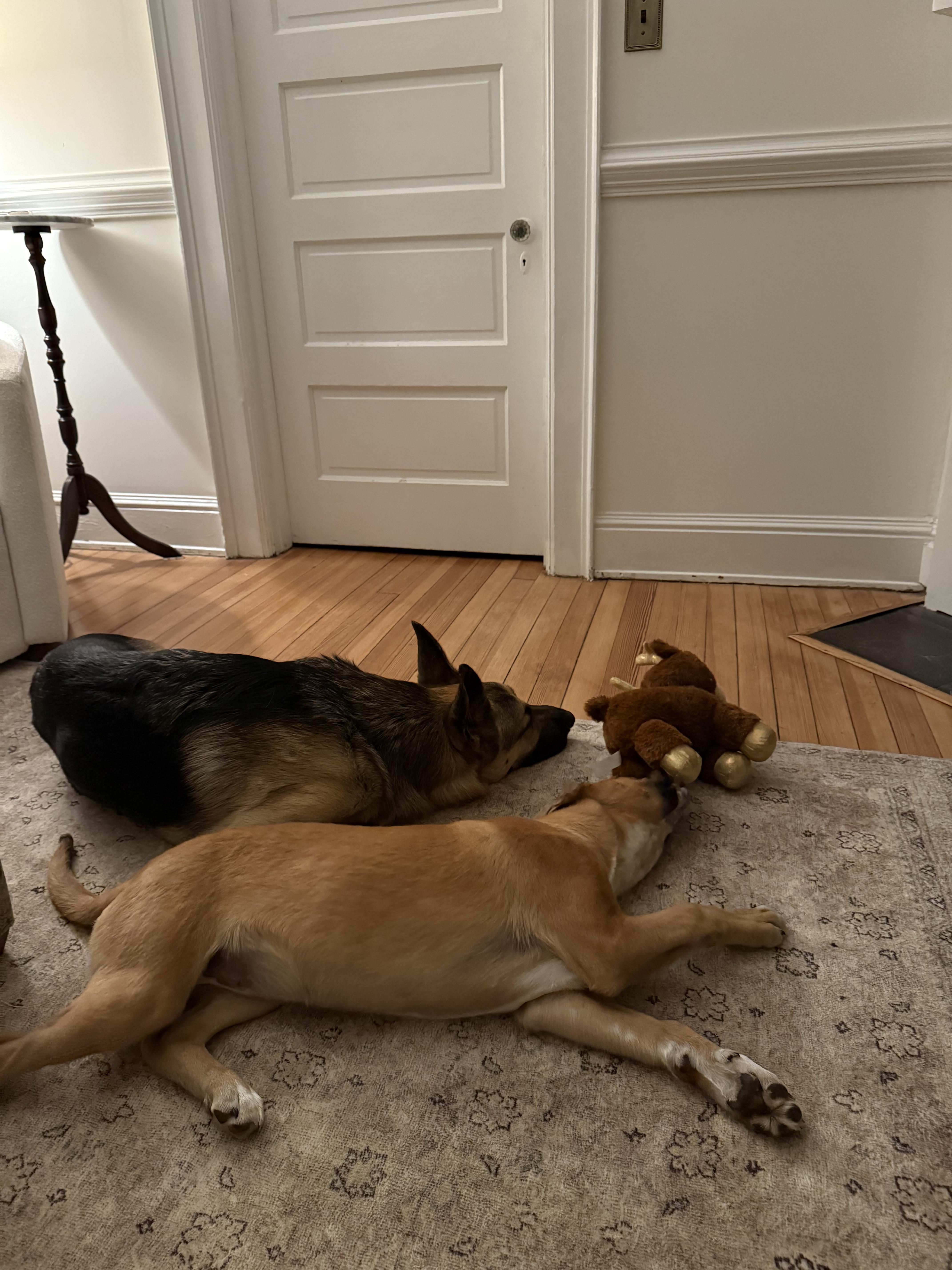 Enlarge Lucy in the Sky, a ADOPTABLE mixed breed in Richmond, VA image 3/5