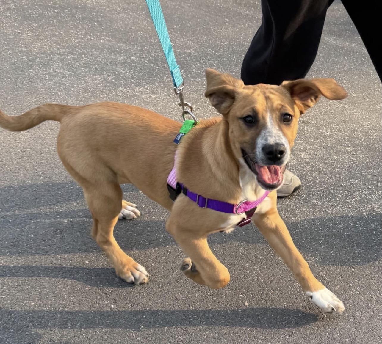 Enlarge Lucy in the Sky, a ADOPTABLE mixed breed in Richmond, VA image 5/5