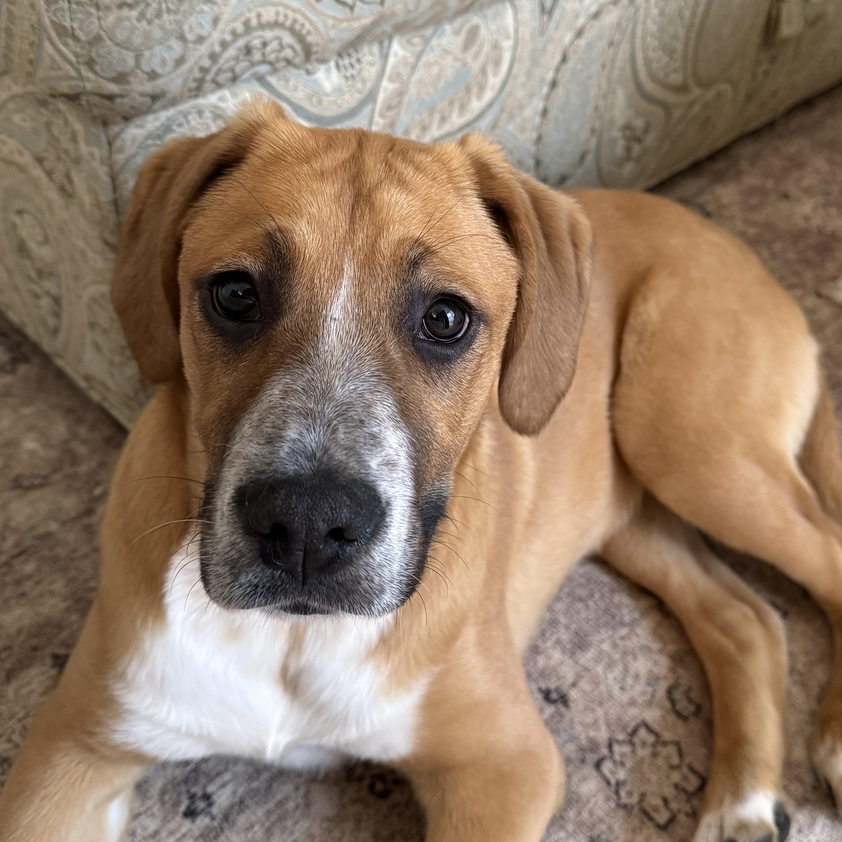 Lucy in the Sky, ADOPTABLE, Puppy Female Boxer & German Shepherd Dog.