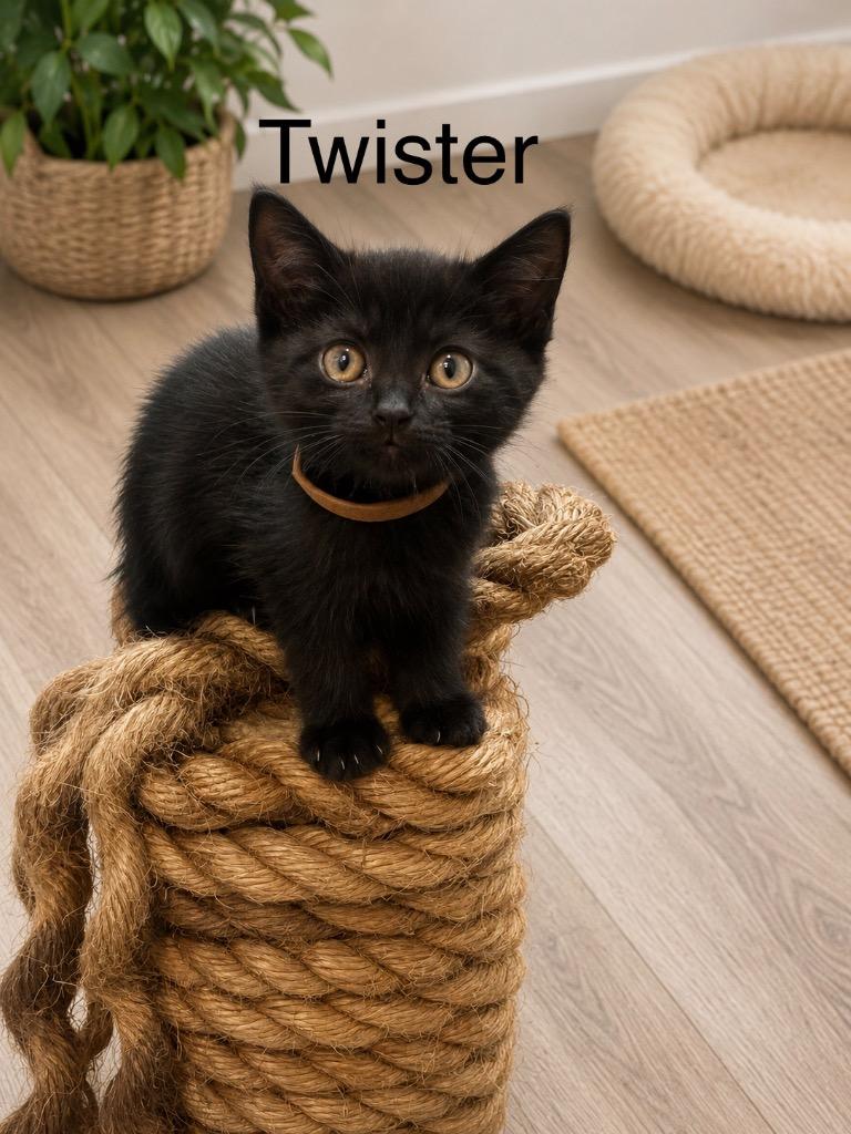 Enlarge Twister, a Adoptable mixed breed in Johnson City, TN image 1/5