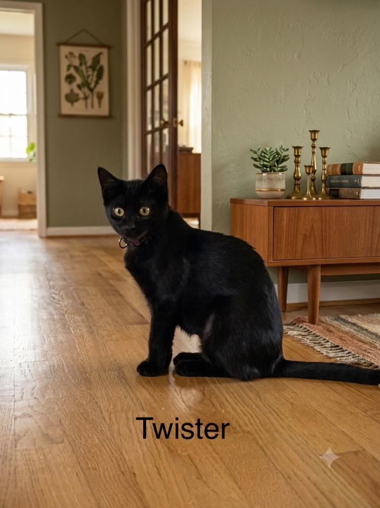 Twister, a Adoptable mixed breed in Johnson City, TN image 3/6