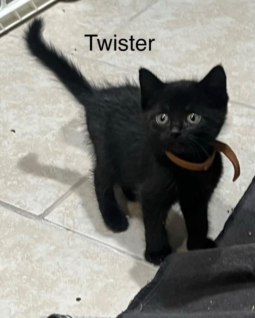 Enlarge Twister, a Adoptable mixed breed in Johnson City, TN image 4/5