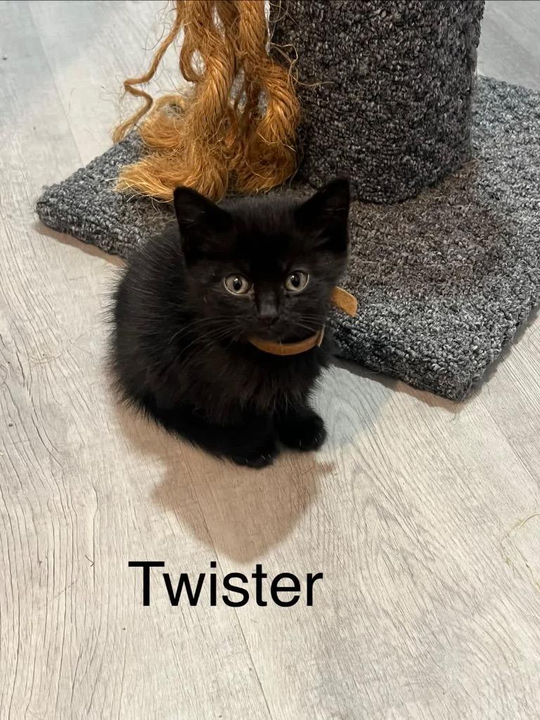 Enlarge Twister, a Adoptable mixed breed in Johnson City, TN image 5/5