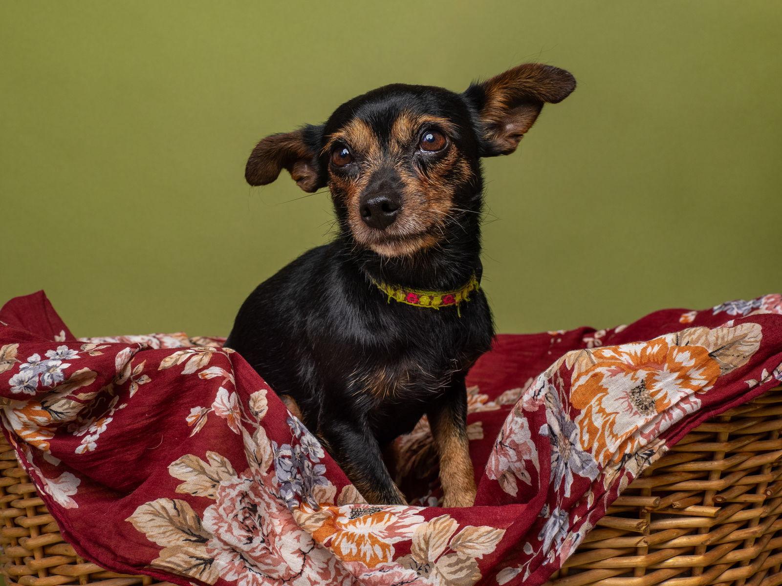 Quinn, a Adoptable Chihuahua in Palo Alto, CA image 1/3