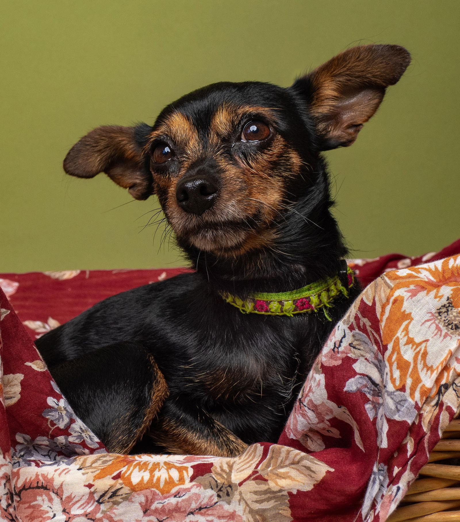 Quinn, a Adoptable Chihuahua in Palo Alto, CA image 2/3