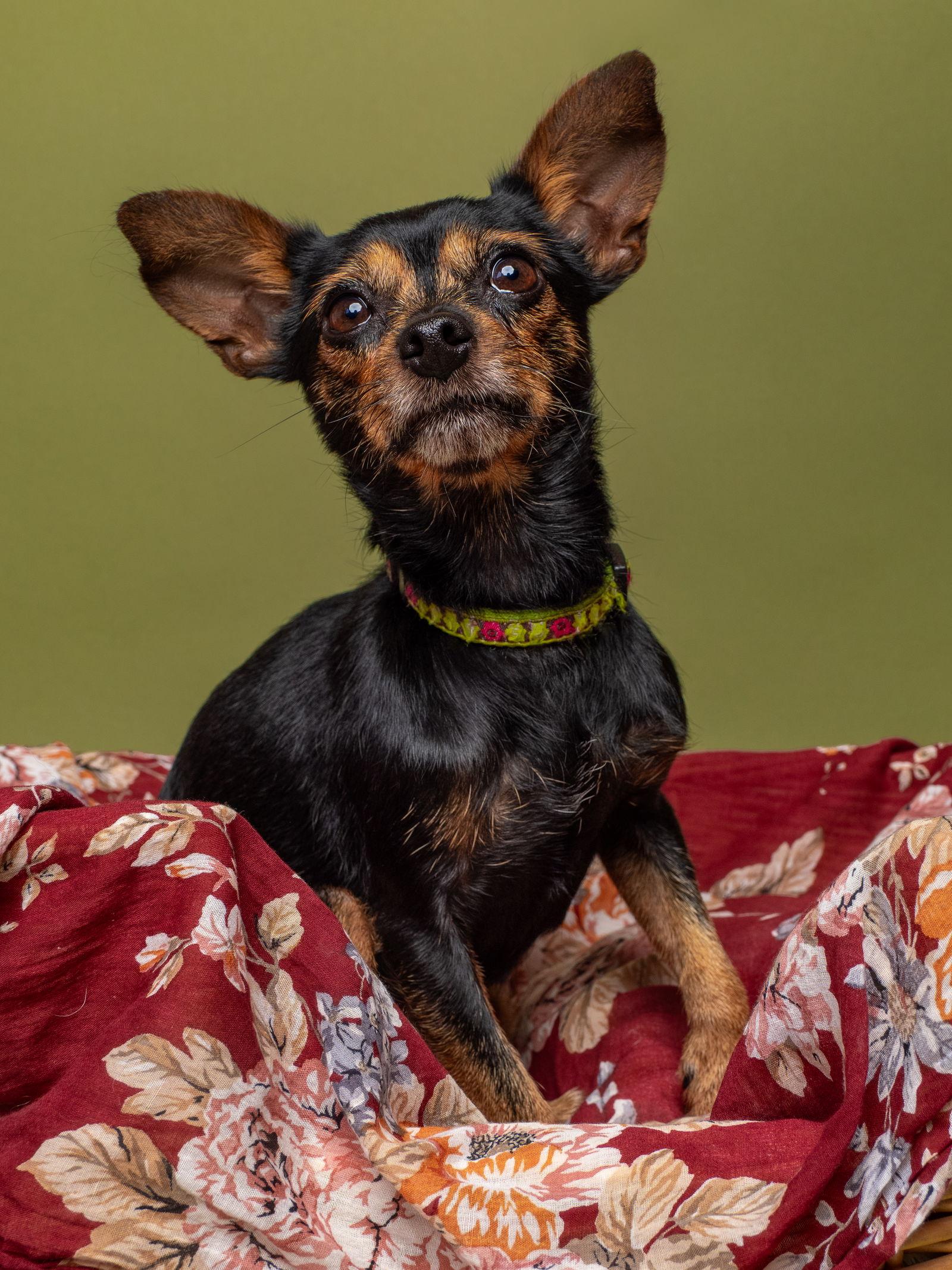 Quinn, a Adoptable Chihuahua in Palo Alto, CA image 3/3