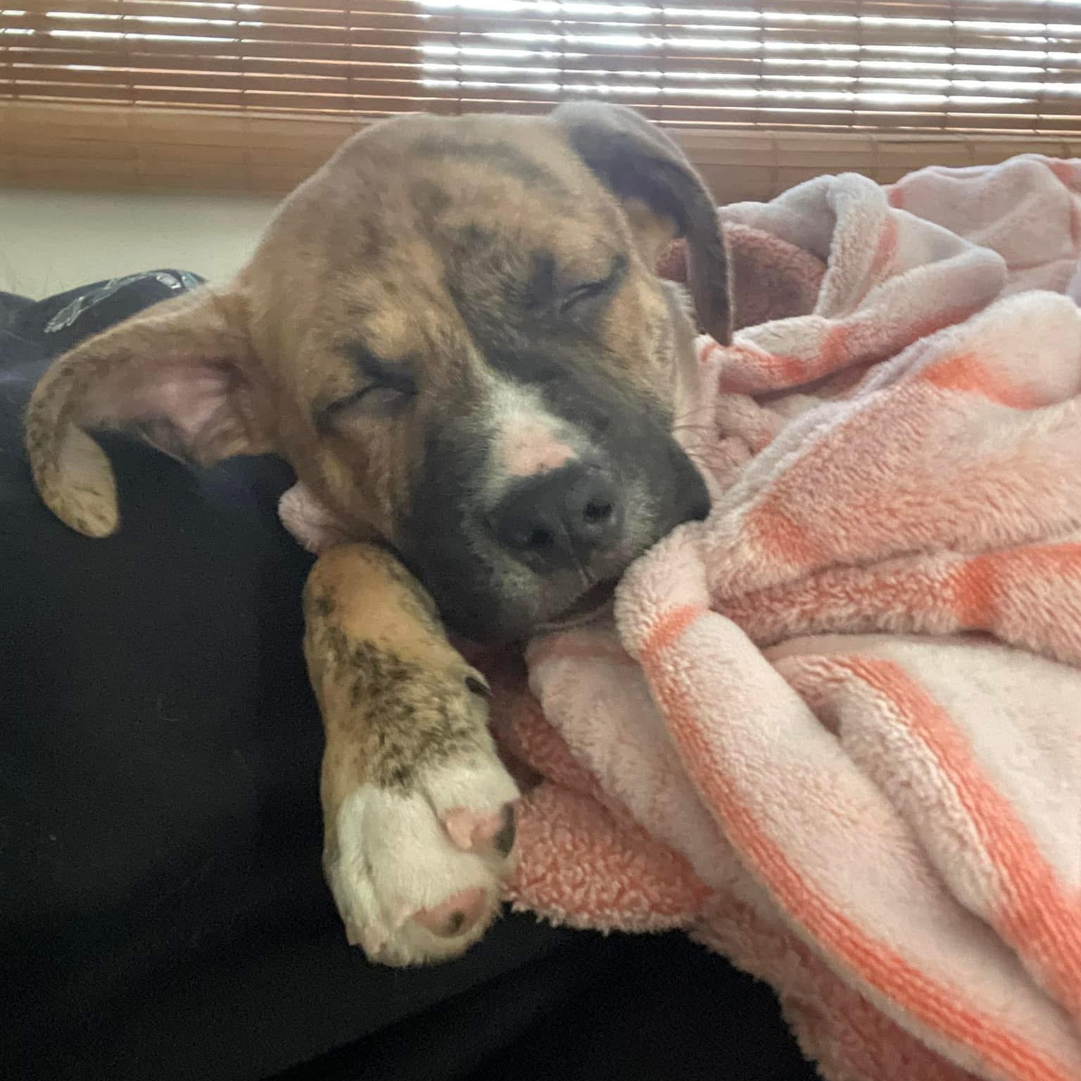 Enlarge Dreamboat, a ADOPTABLE Mixed Breed in Yaphank, NY image 3/6