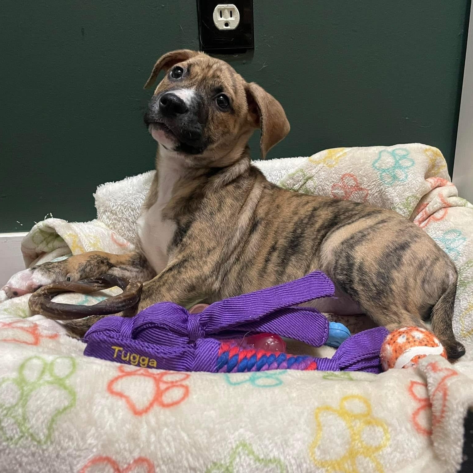 Enlarge Dreamboat, a ADOPTABLE Mixed Breed in Yaphank, NY image 2/6