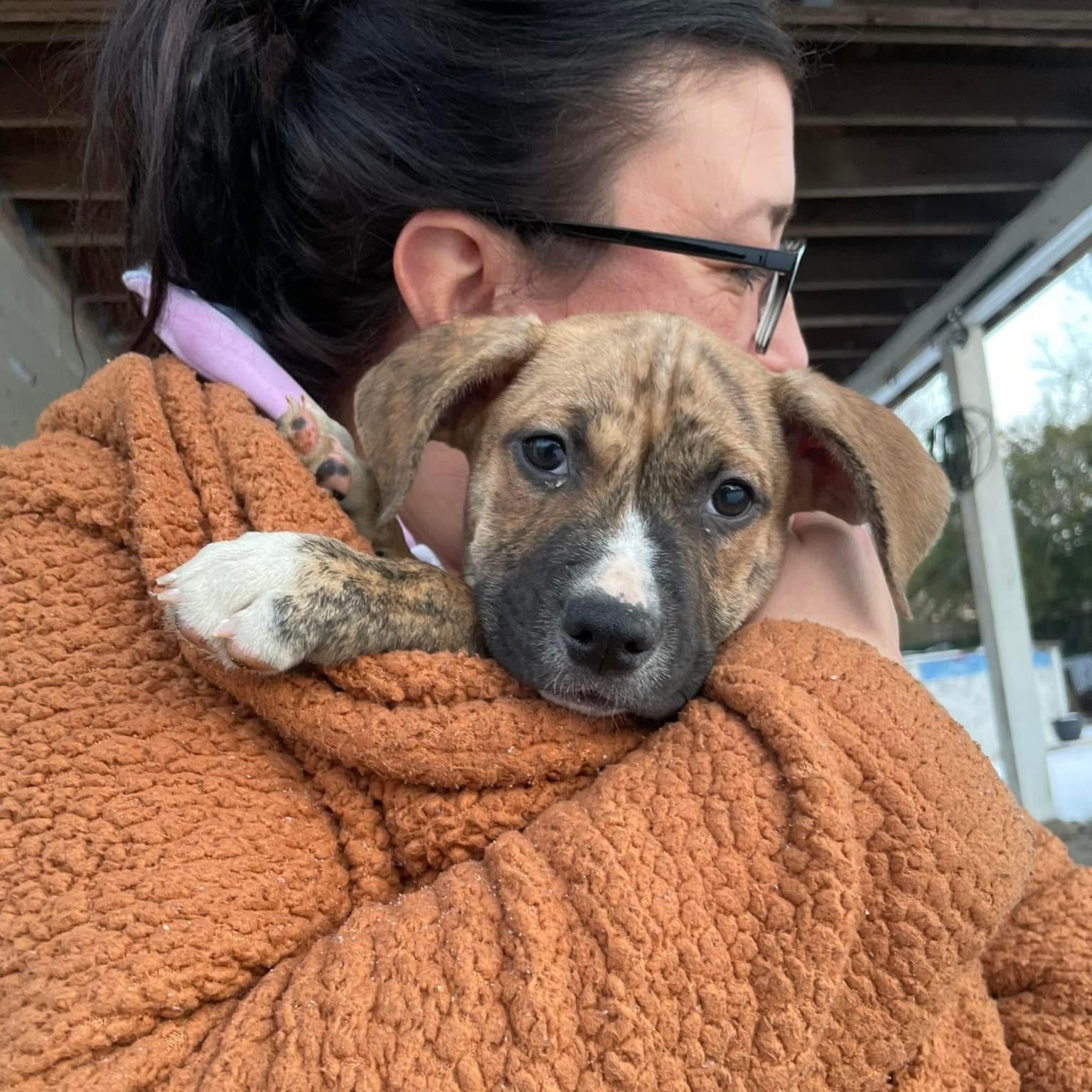 Enlarge Dreamboat, a ADOPTABLE Mixed Breed in Yaphank, NY image 4/6