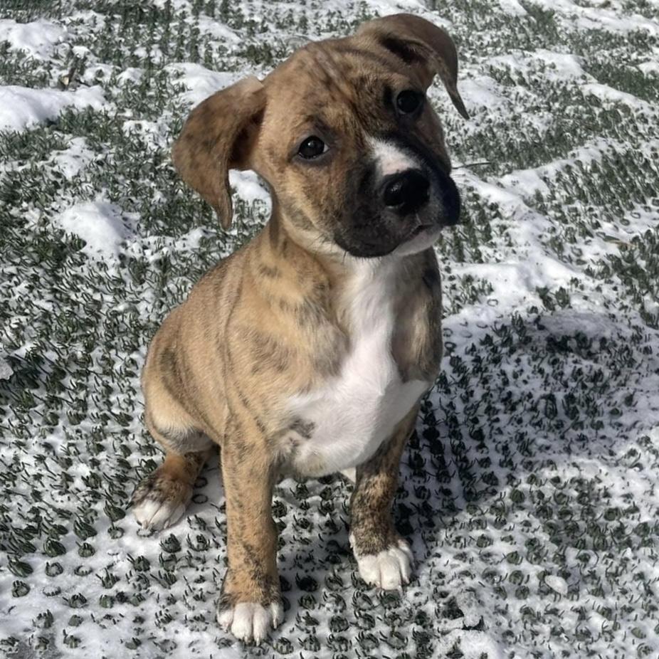 Enlarge Dreamboat, a ADOPTABLE Mixed Breed in Yaphank, NY image 1/6