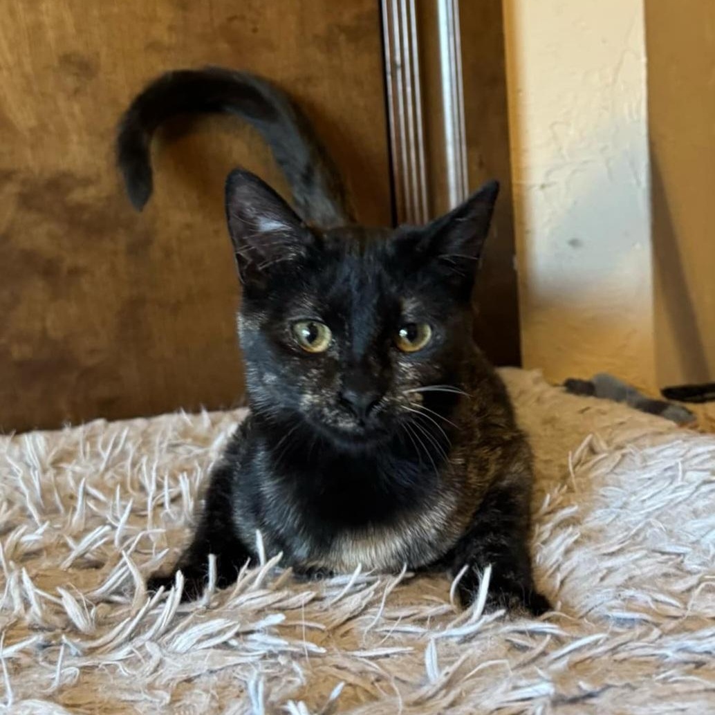 Becky, Young Female Domestic Short Hair
