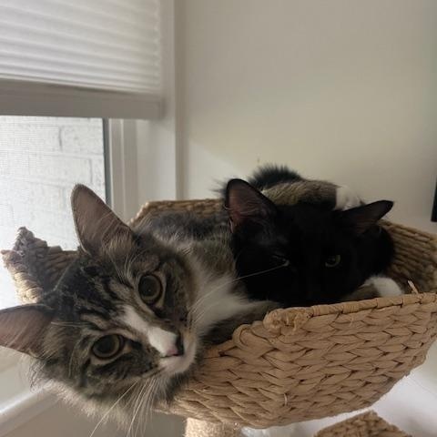 Marshmellow and Chocolate