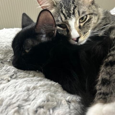 Marshmellow and Chocolate