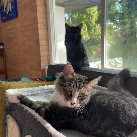 Marshmellow and Chocolate 5