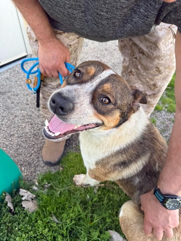 Enlarge Colt, a Adoptable mixed breed in Libertyville, IL image 1/6