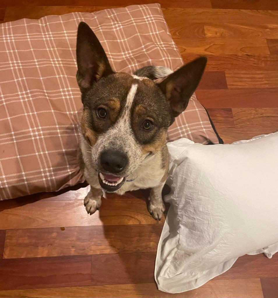 Enlarge Colt, a Adoptable mixed breed in Libertyville, IL image 2/6