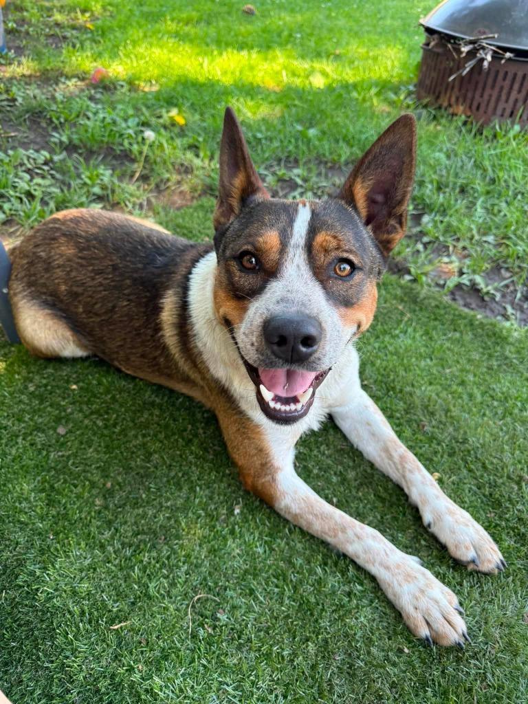 Enlarge Colt, a Adoptable mixed breed in Libertyville, IL image 4/6
