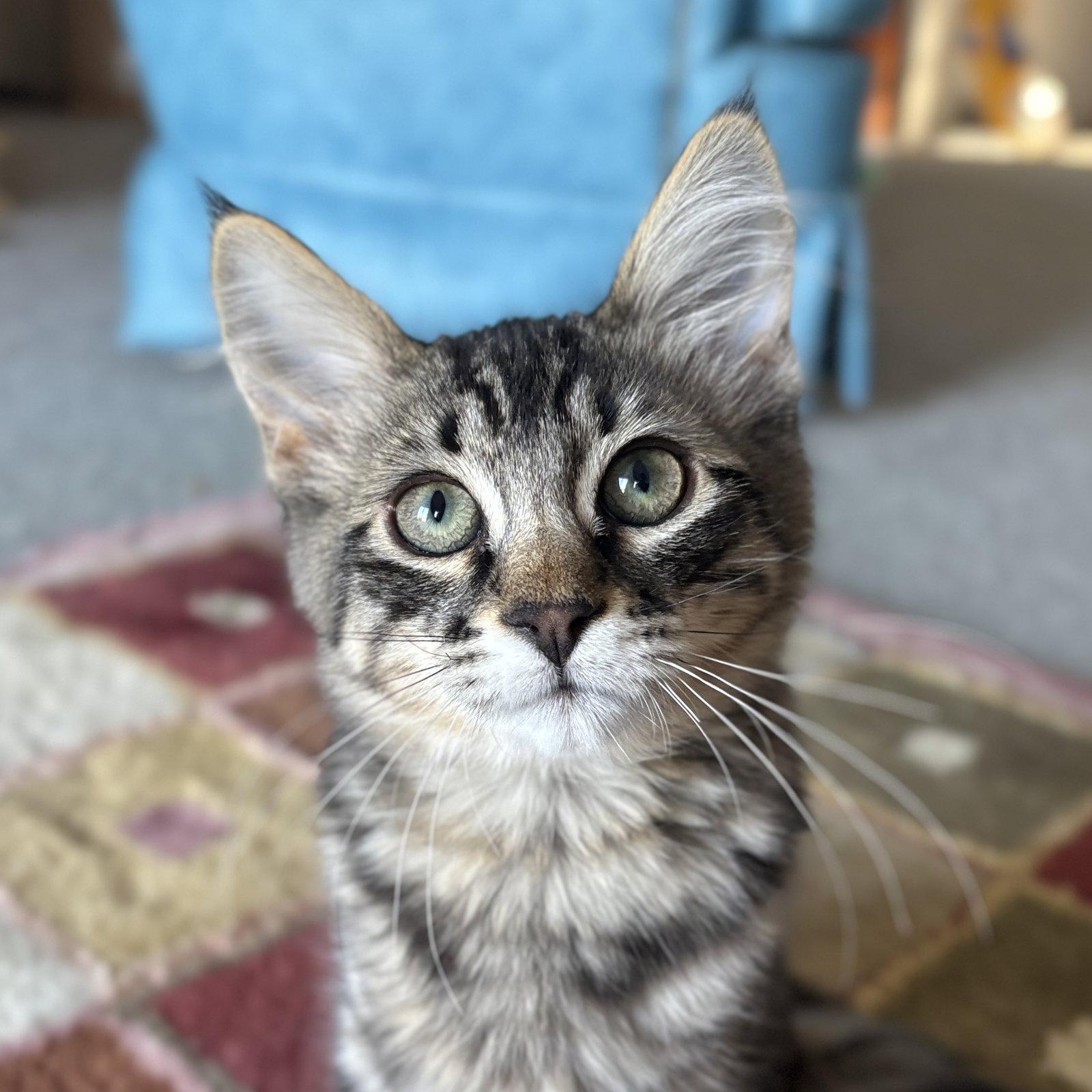 Angus, Adoptable, Kitten Male Domestic Medium Hair.