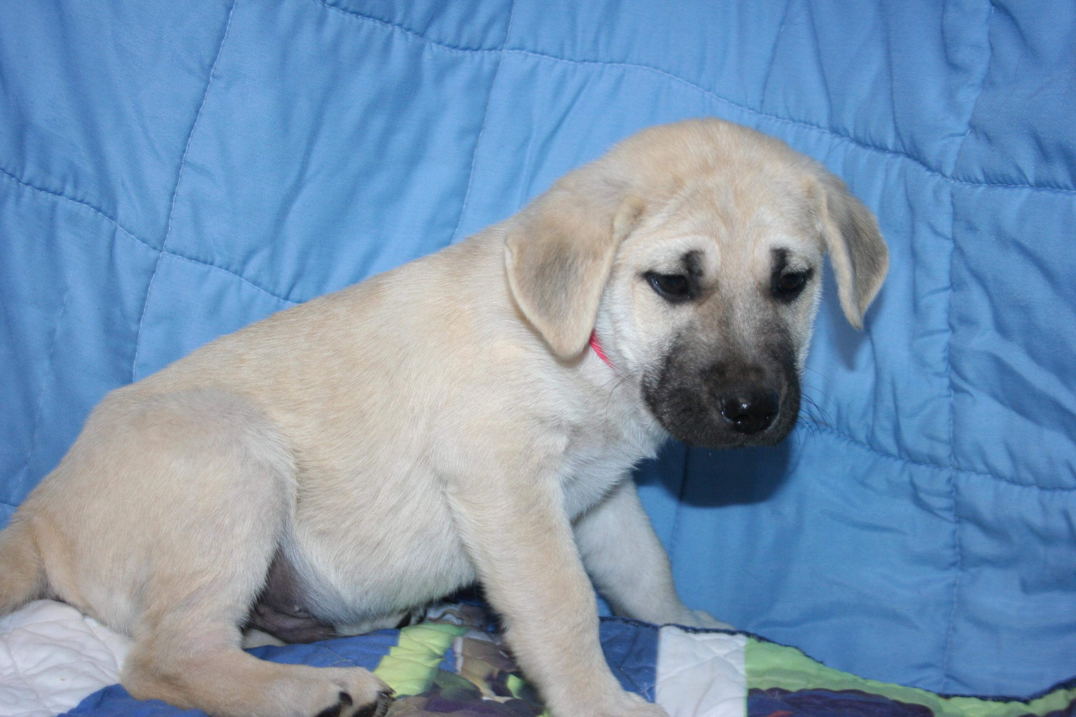 Brodie - ABC puppy