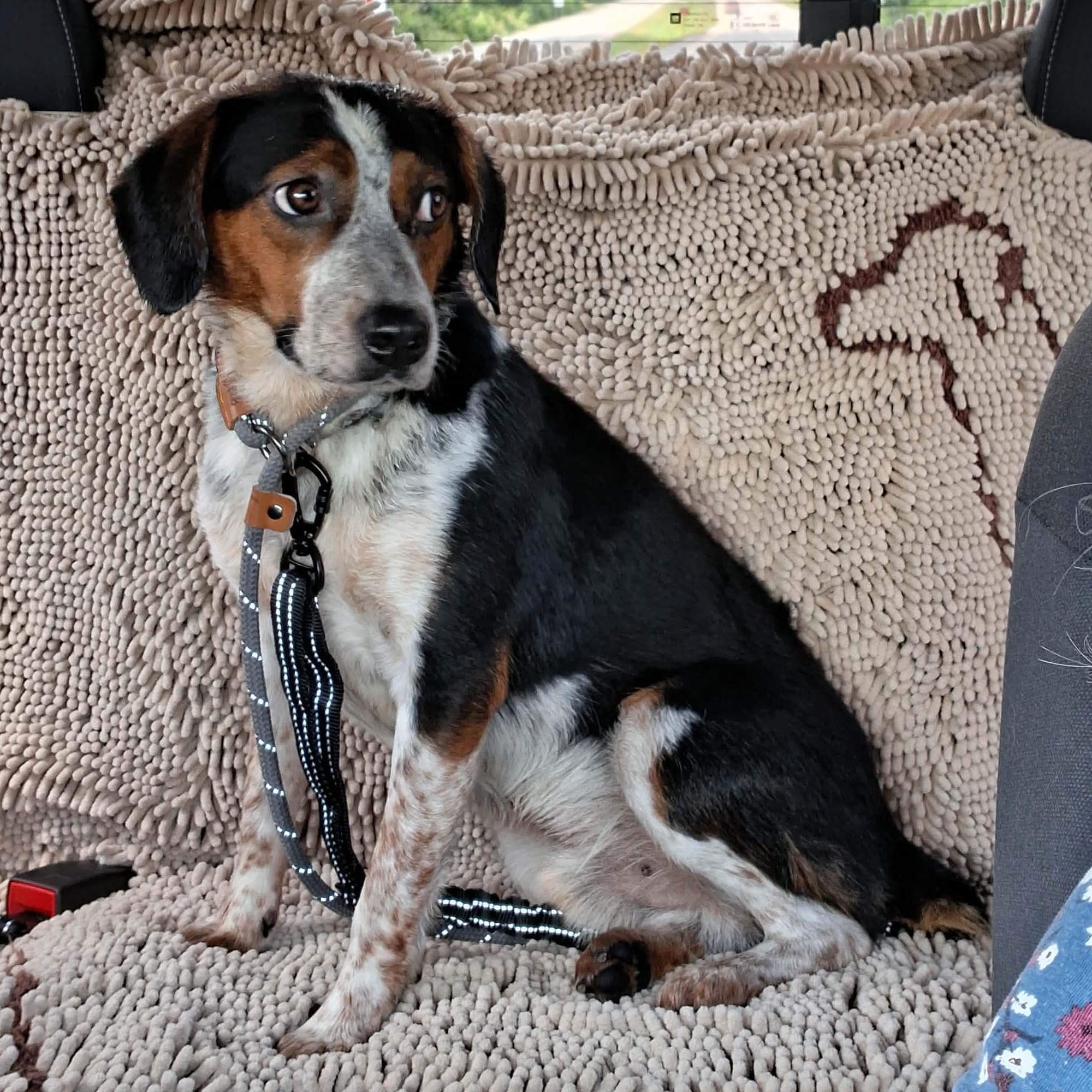 Timber, Adoptable, Young Male Beagle & Australian Cattle Dog / Blue Heeler.